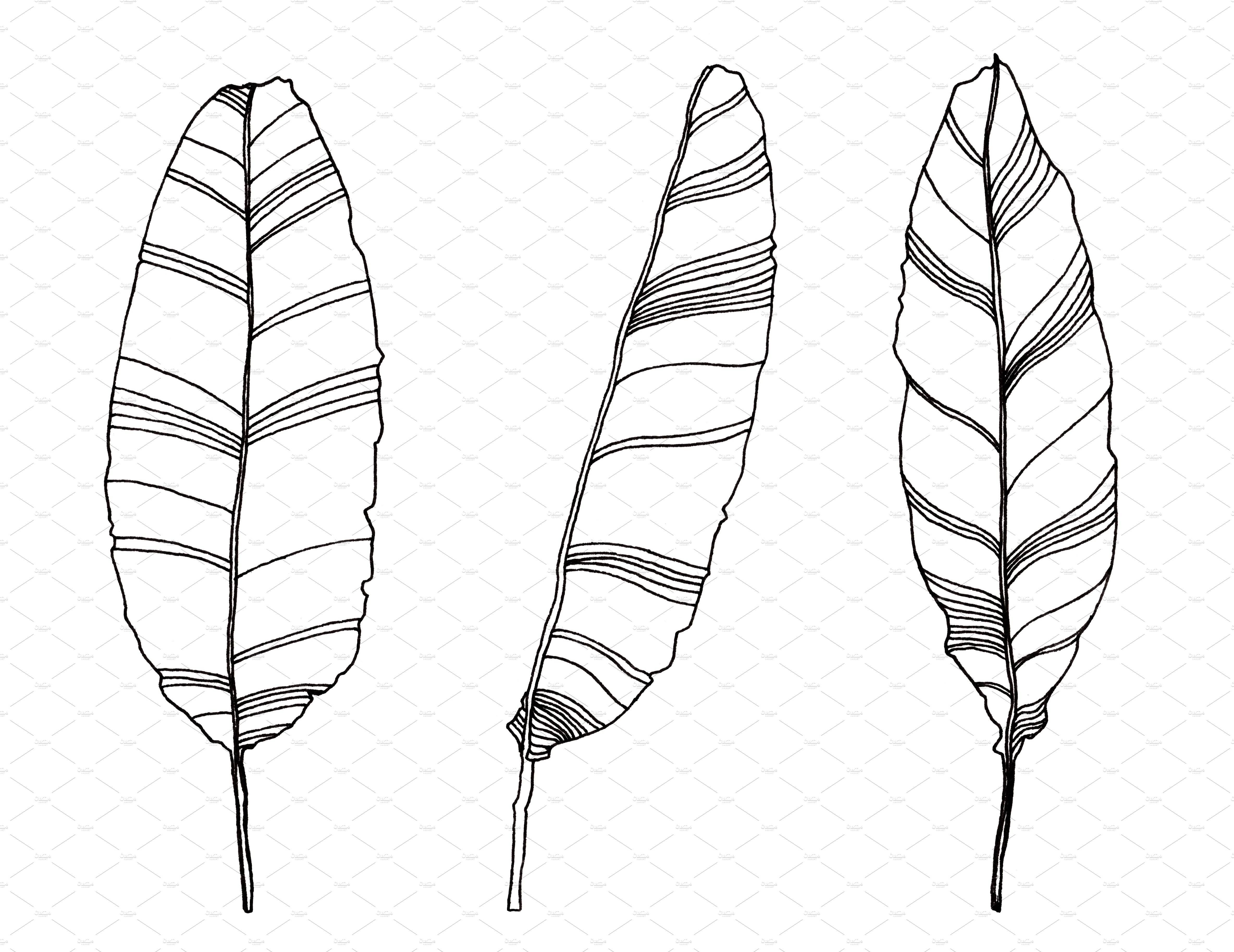 Palm leaves clipart, Foliage clipart preview image.