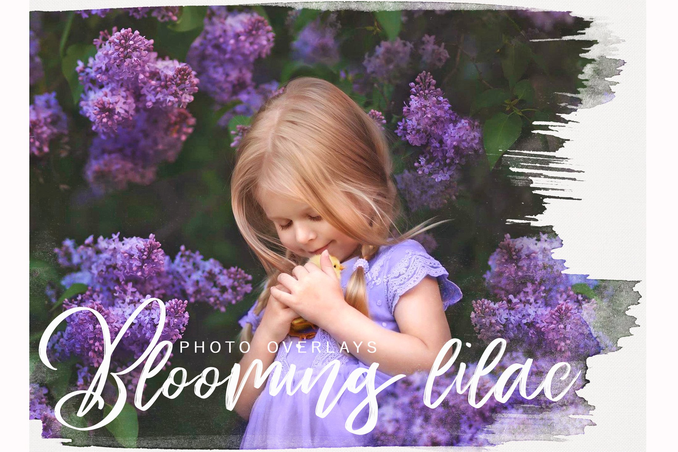 Spring Lilac PNG photoshop overlayscover image.
