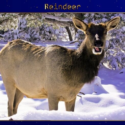 XMAS - Reindeer Lr Presetscover image.