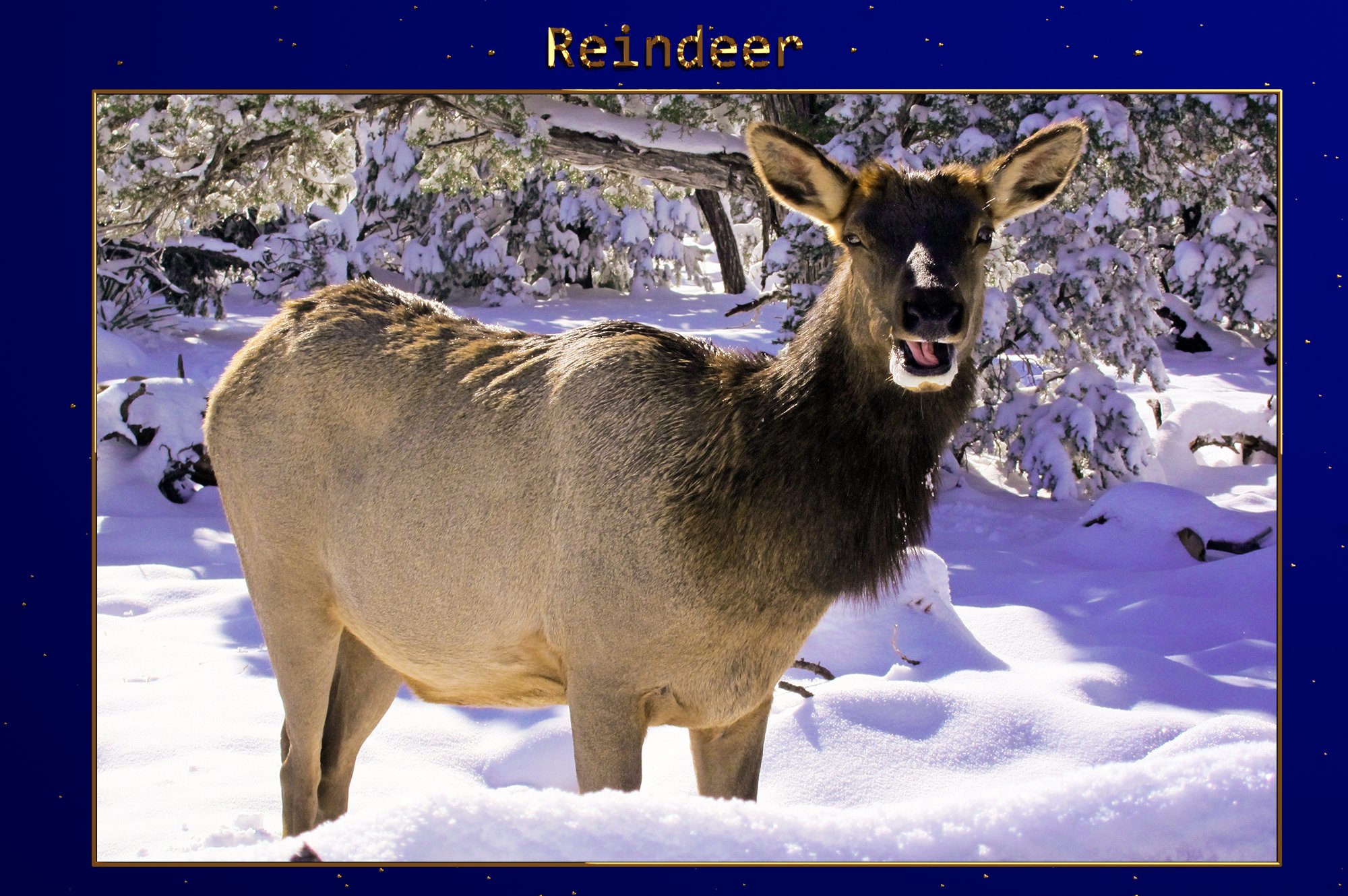 XMAS - Reindeer Lr Presetscover image.