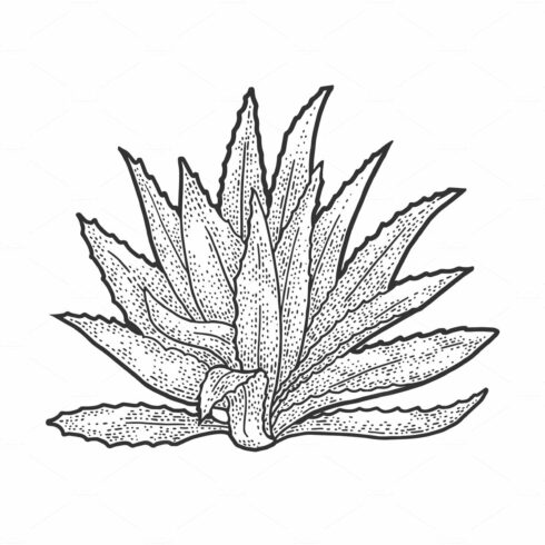 Black and white drawing of a succulent plant.