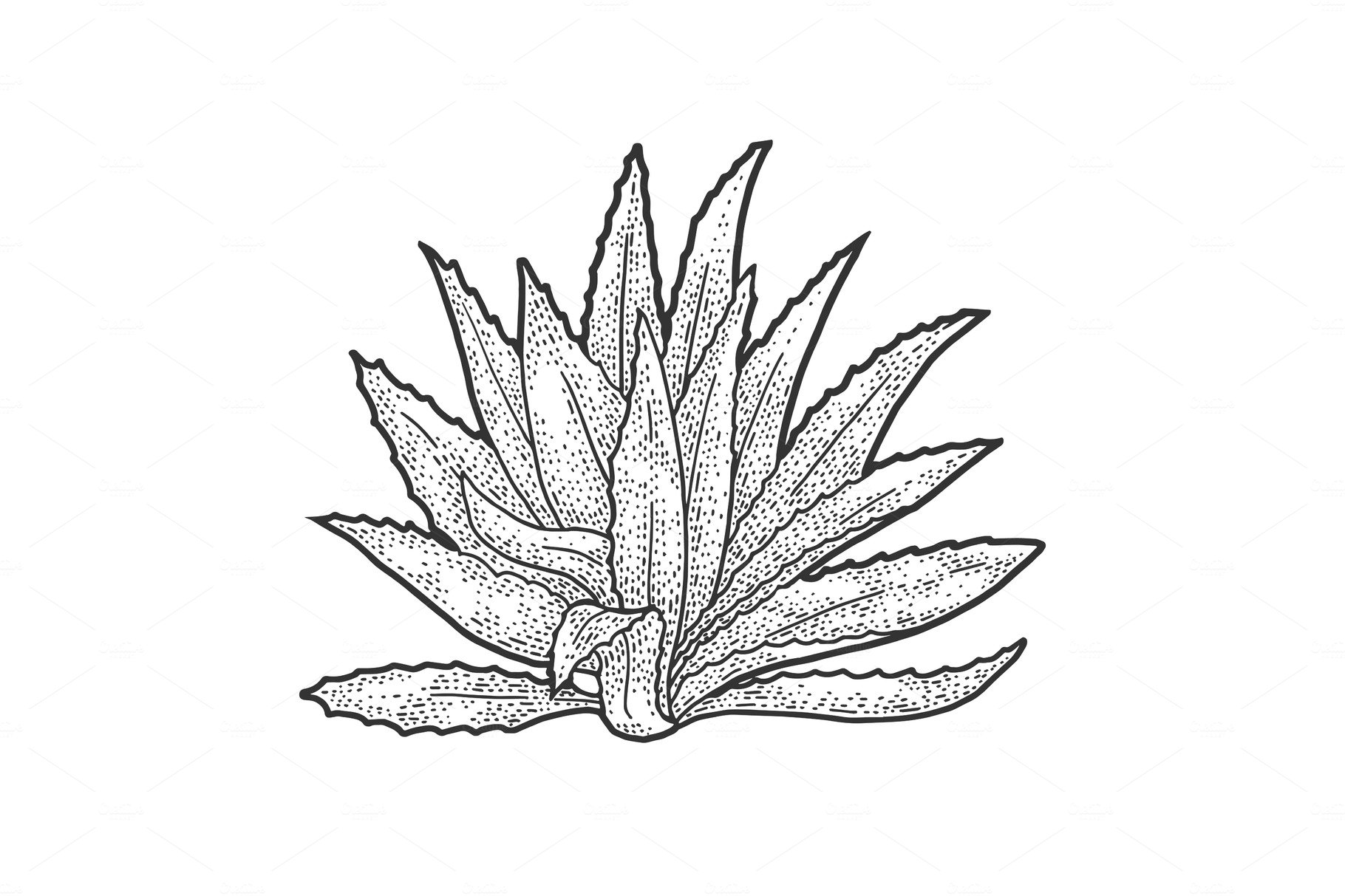 Black and white drawing of a succulent plant.