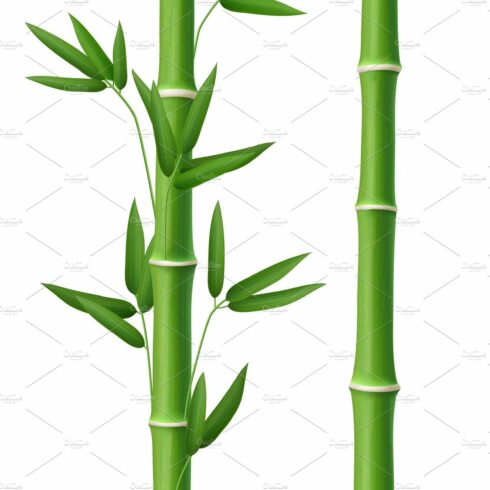 Two green bamboos with leaves on a white background.