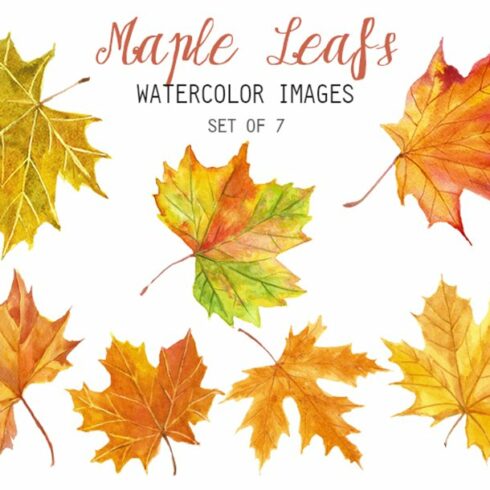 Set of watercolor maple leaves.
