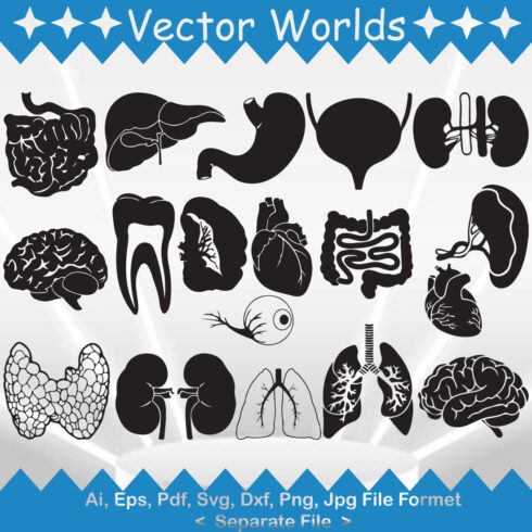 Human Organs SVG Vector Design cover image.