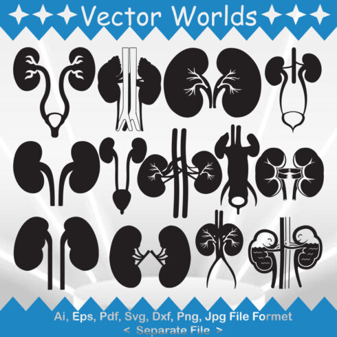 Kidney SVG Vector Design cover image.