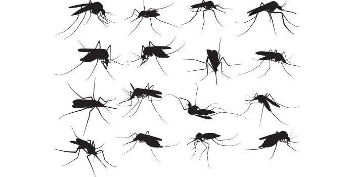 Group of mosquito silhouettes on a white background.