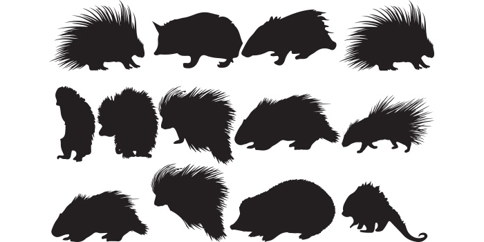 Set of silhouettes of different types of hedgehogs.