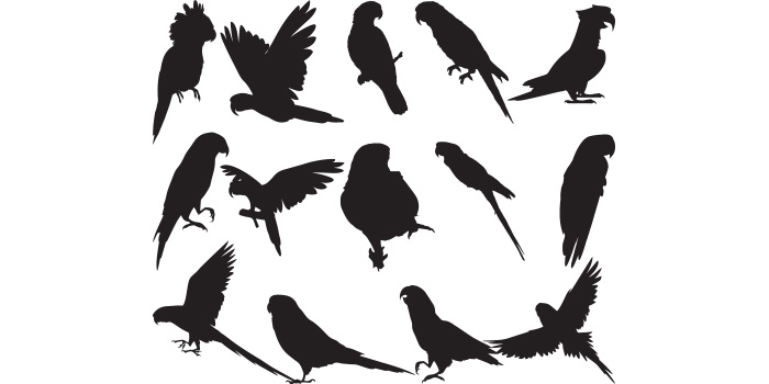 Set of silhouettes of different birds.