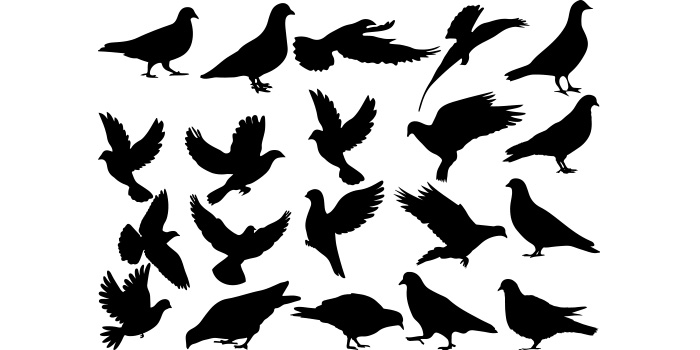 Flock of birds silhouettes on a white background.