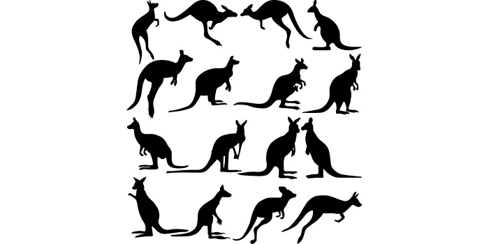Group of kangaroos silhouettes on a white background.