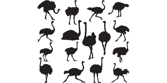 Group of silhouettes of ostriches.
