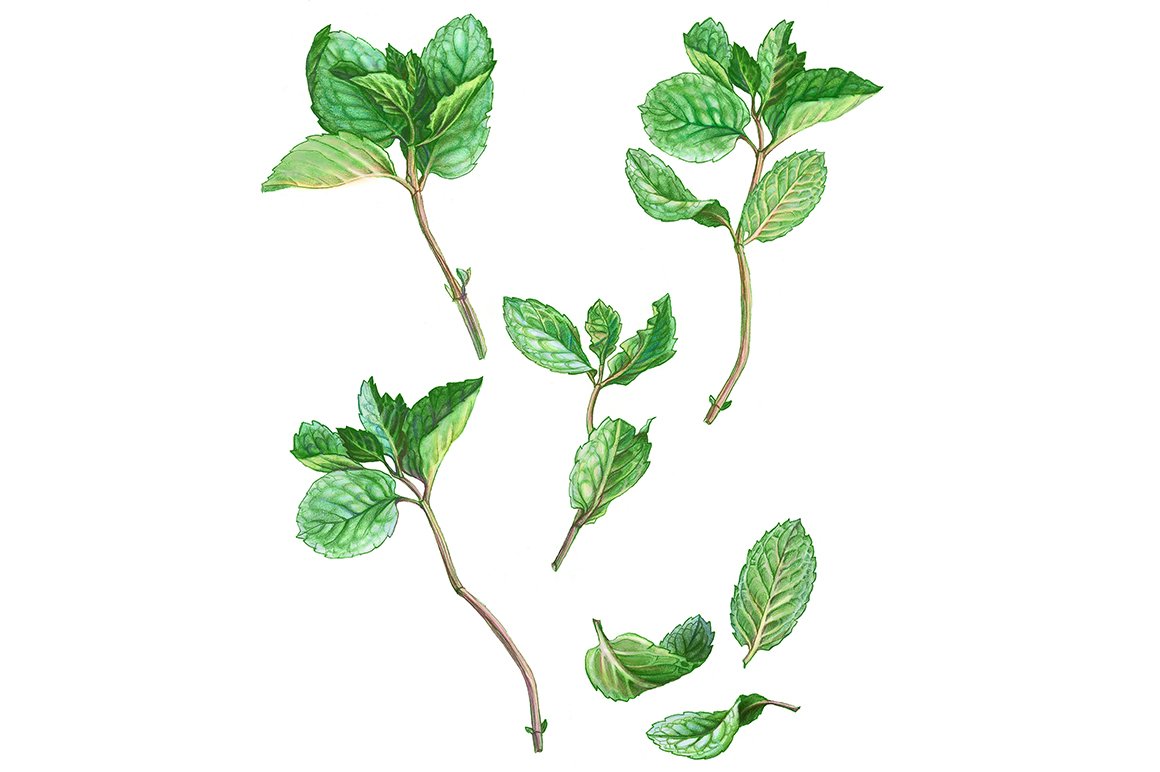 Mint Leaves & Stems Pencil Drawing cover image.