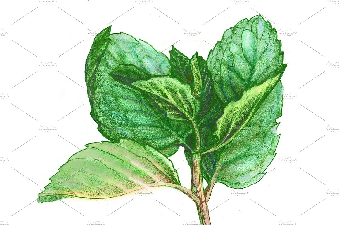 Mint Leaves & Stems Pencil Drawing preview image.