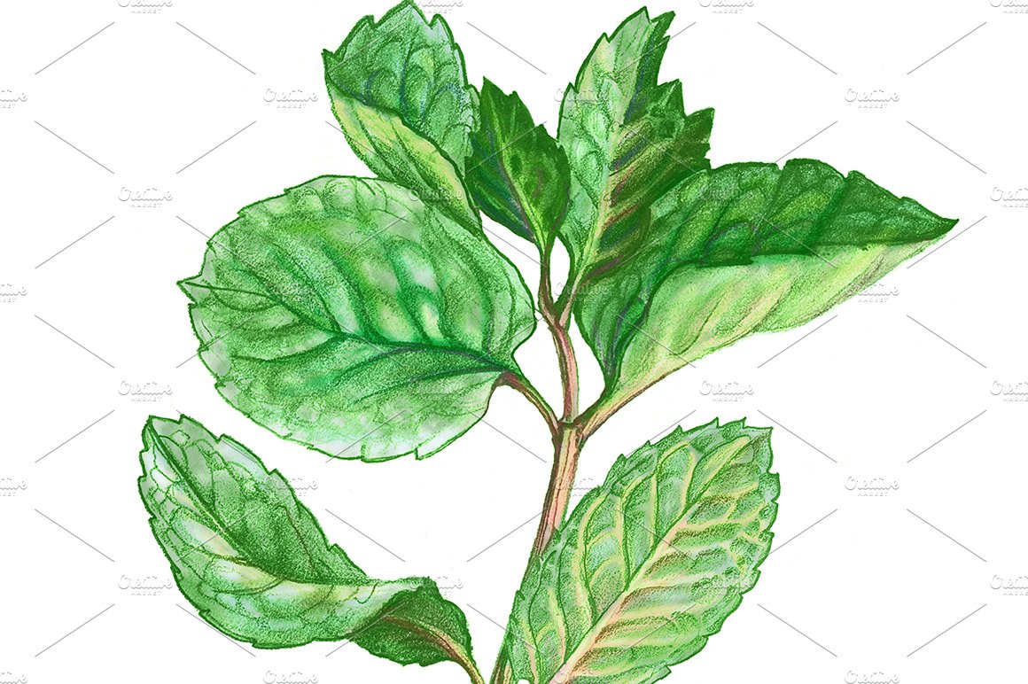 Drawing of a green leafy plant.