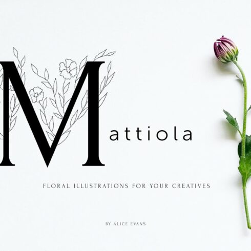 Mattiola font Floral illustrations cover image.