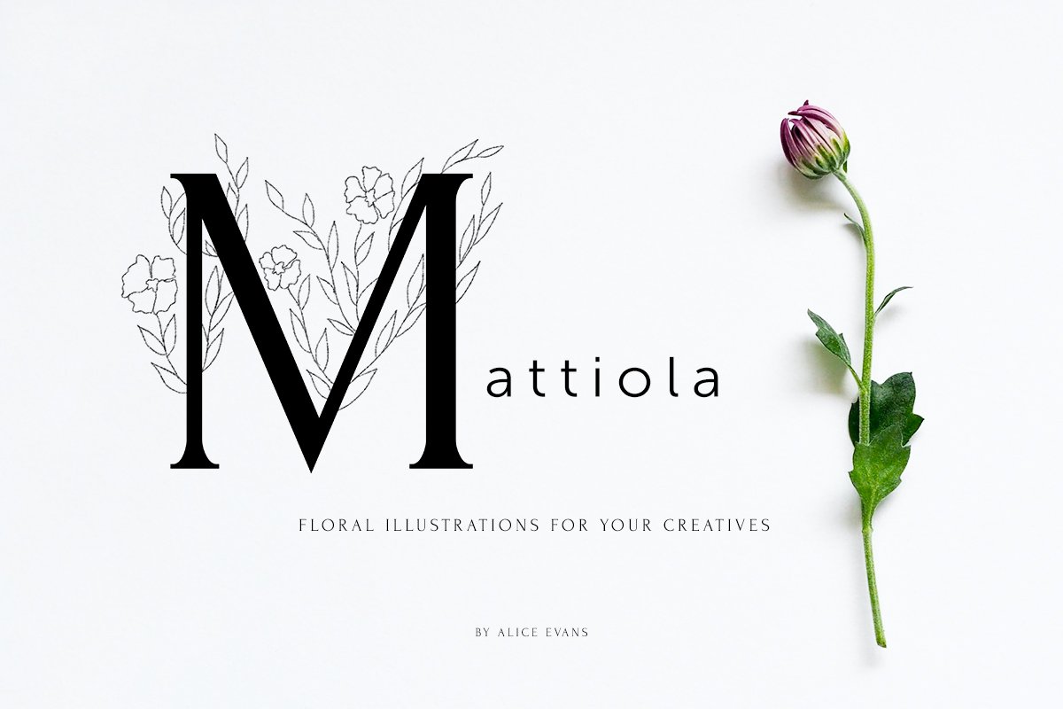 Mattiola font Floral illustrations cover image.