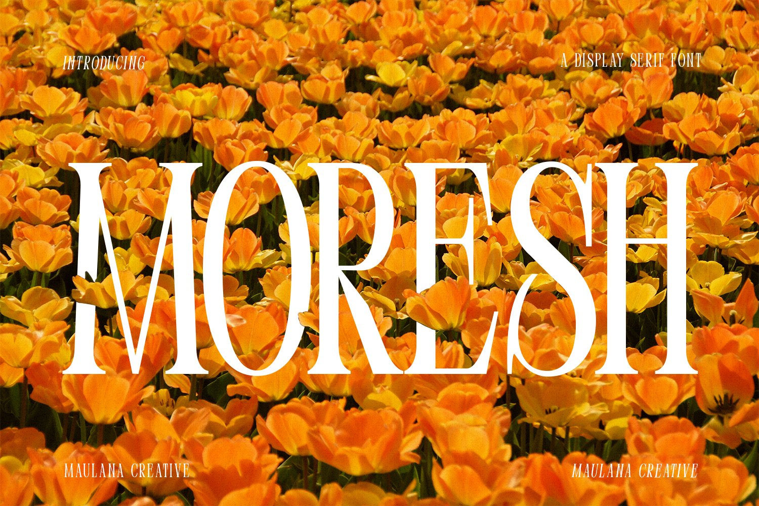 Moresh Serif Display Font cover image.