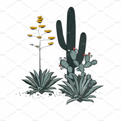 Cactus and flowers on a white background.