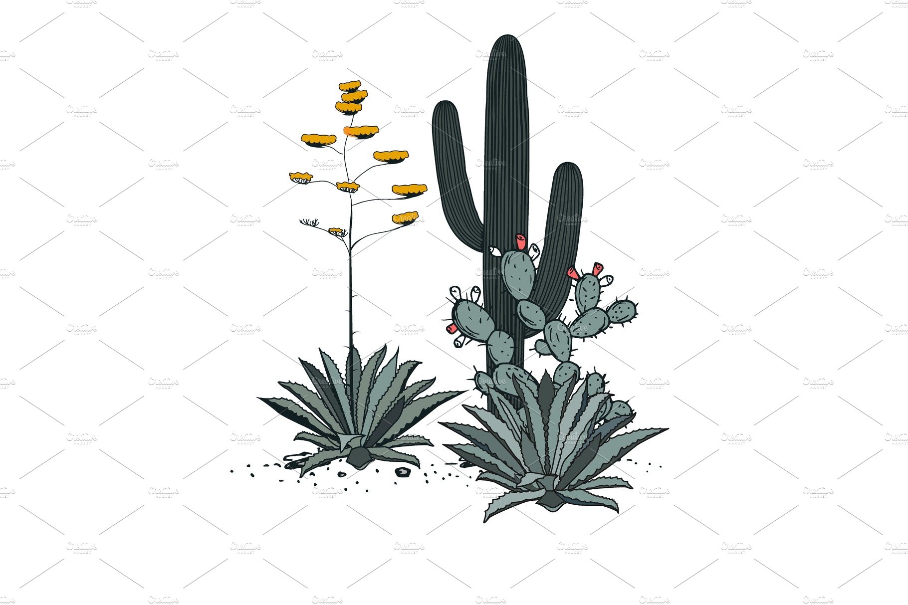 Cactus and flowers on a white background.