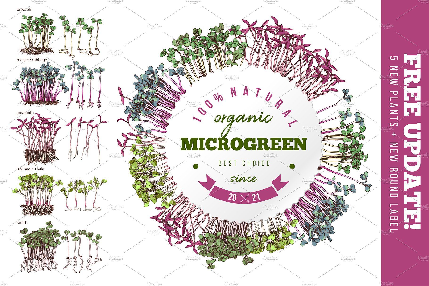 Bunch of different types of microgreen plants.