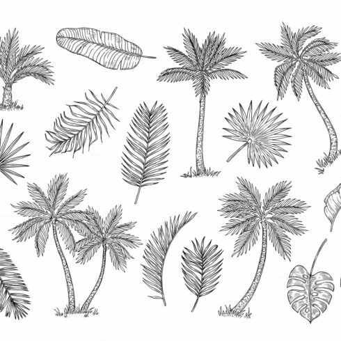 Drawing of palm trees and leaves by Frances Jetter.