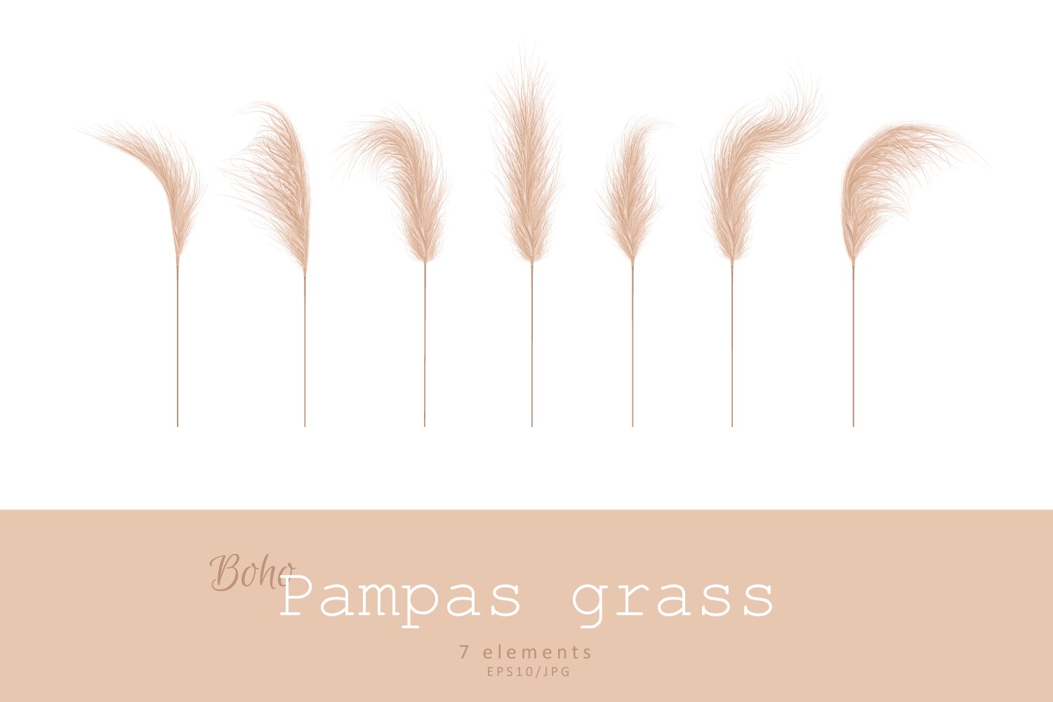 Set of five different types of pampas grass.