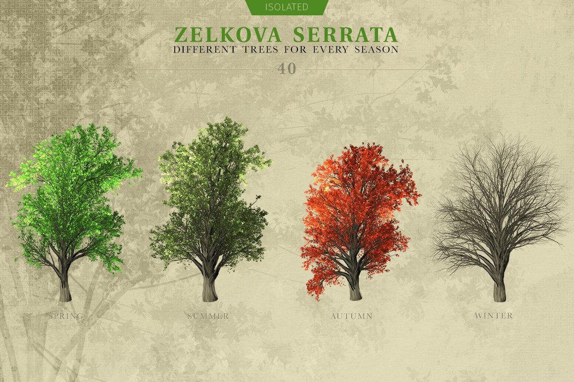 Zelkova Serrata Trees cover image.