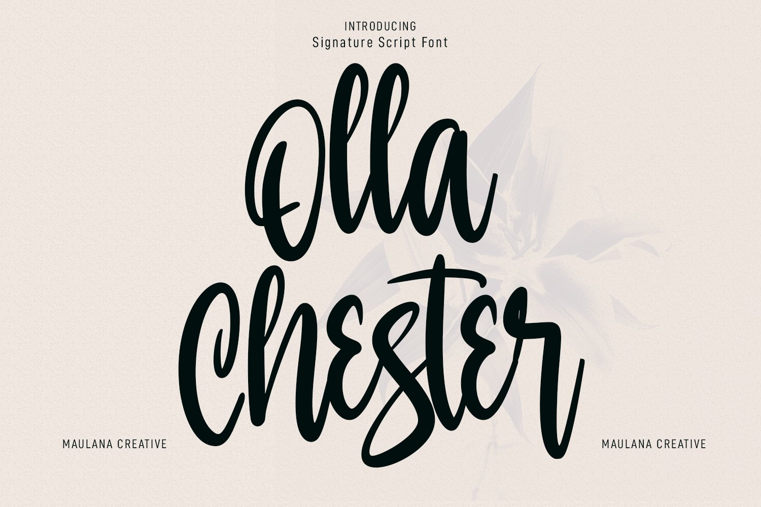 Olla Chester Script Font cover image.