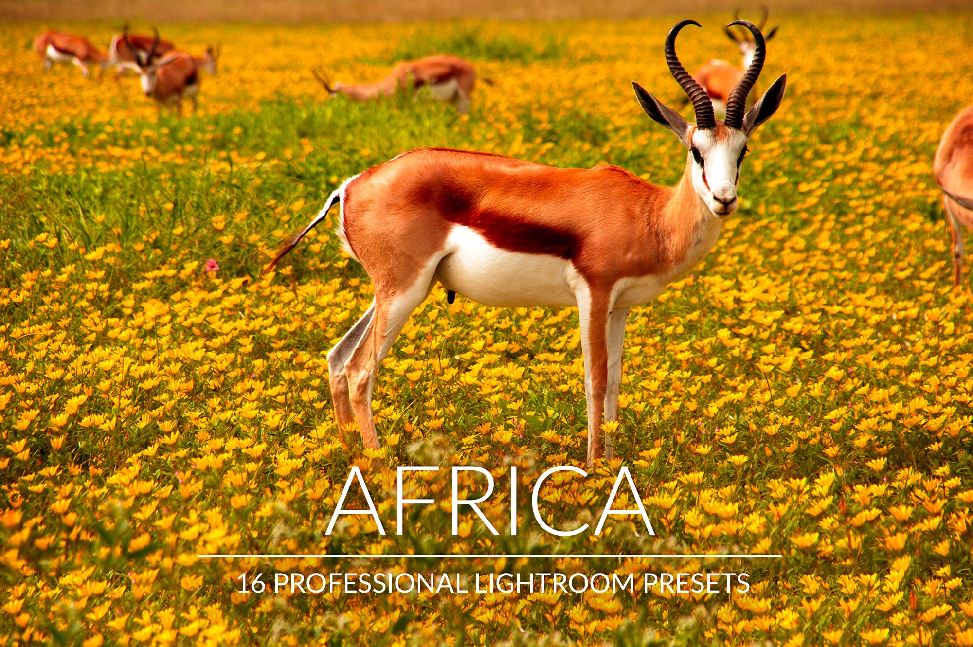 Africa Lr Presetscover image.