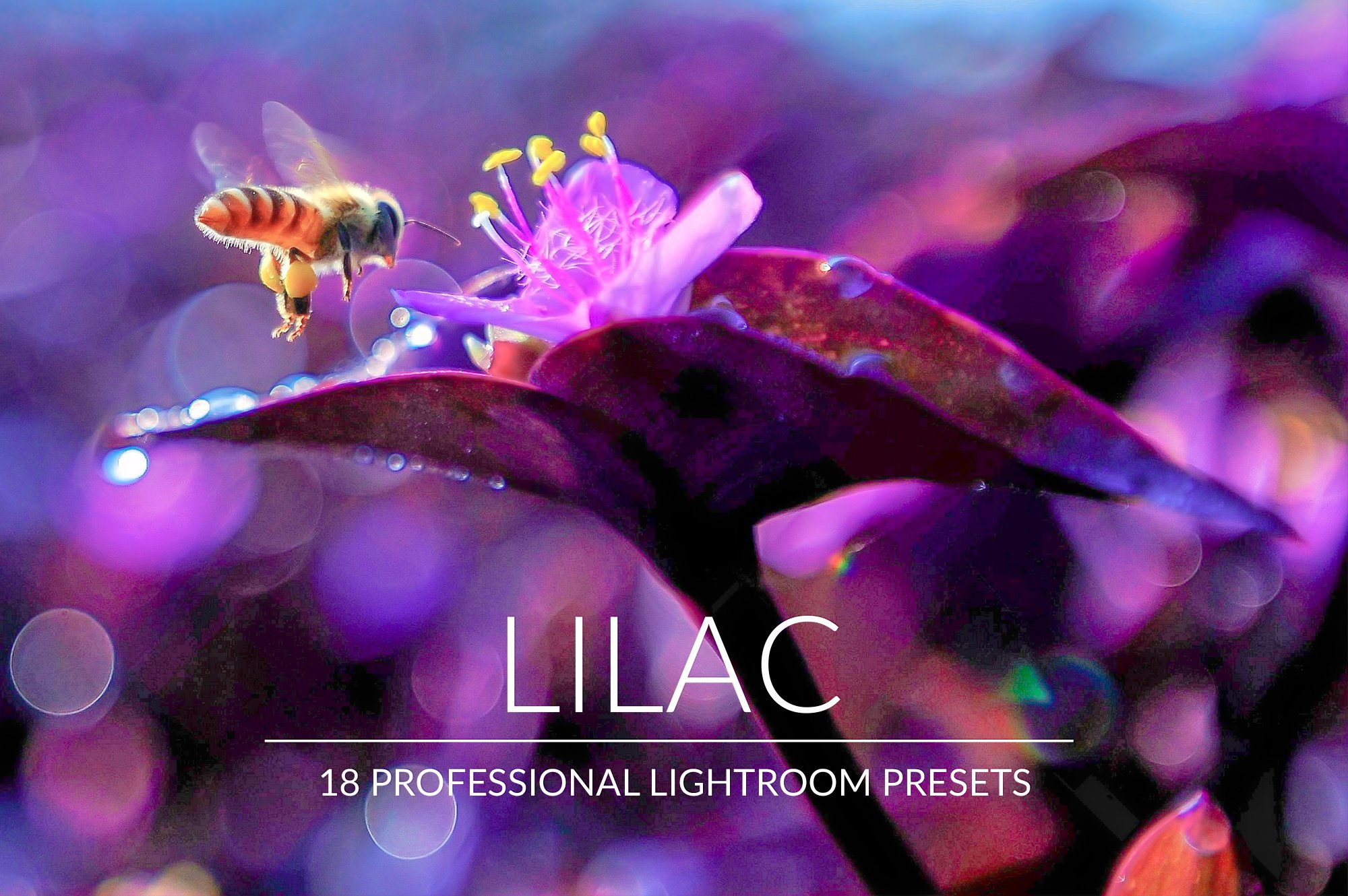 Lilac Lr Presetscover image.