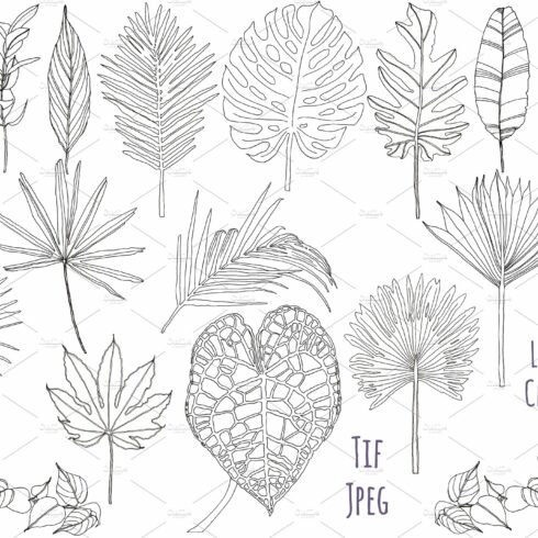 Palm leaves clipart, Foliage clipart cover image.