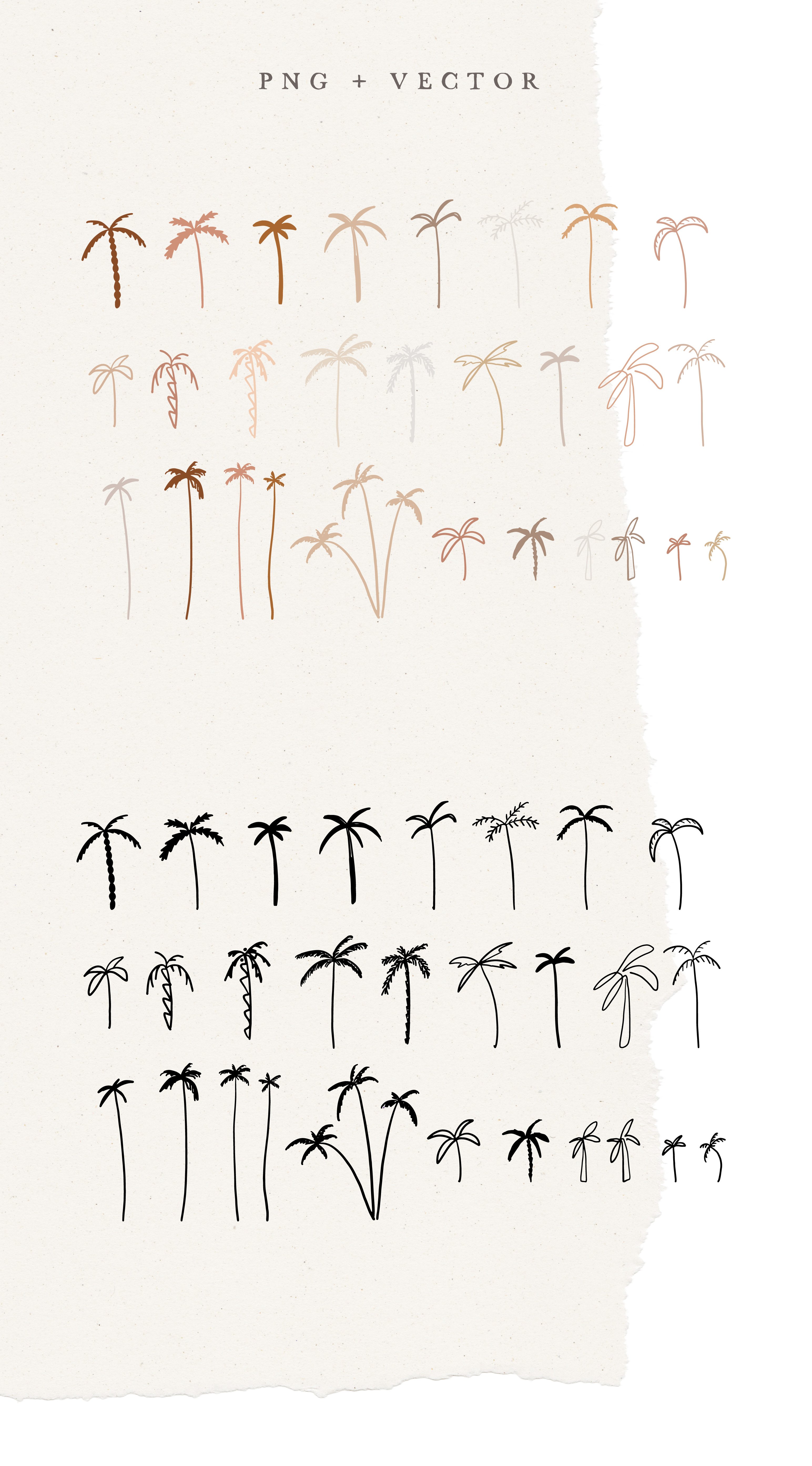 Palm Tree Illustration /vector + png preview image.