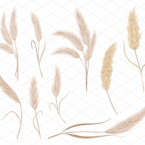 Drawing of a bunch of wheat on a white background.
