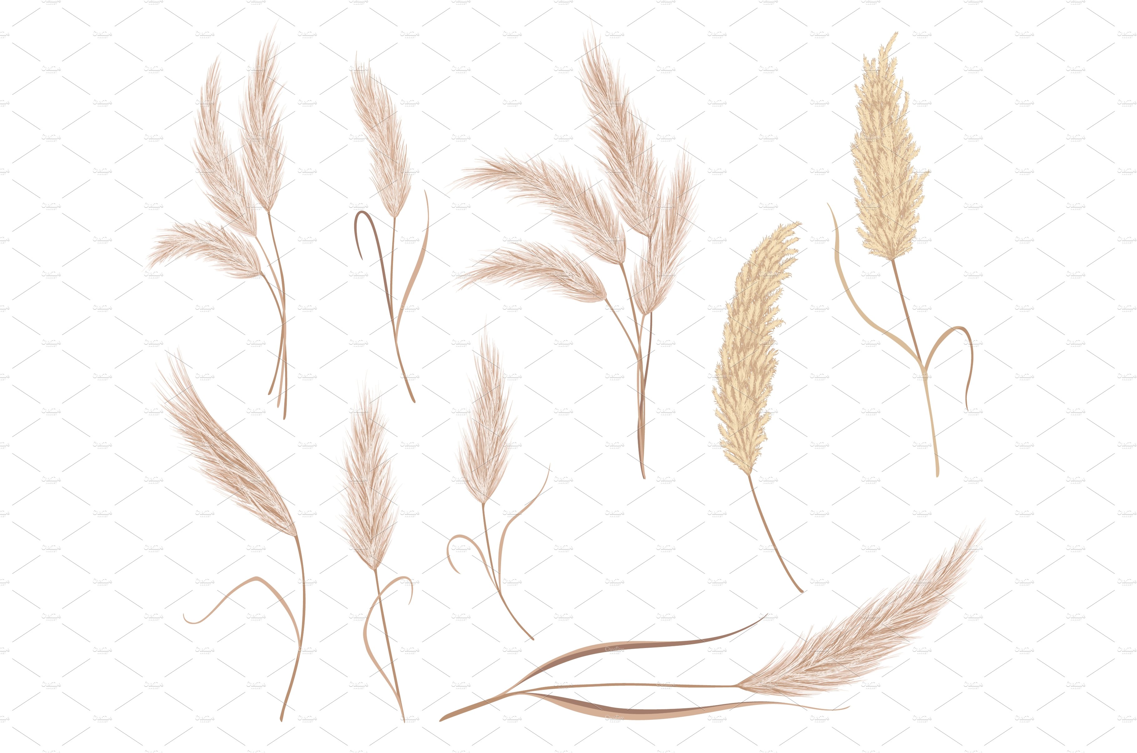 Drawing of a bunch of wheat on a white background.