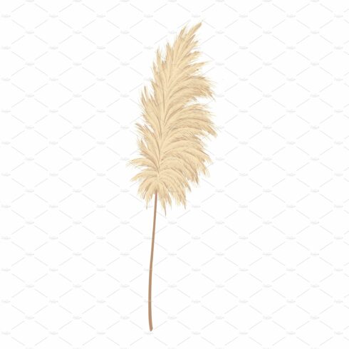White background with a brown plant on it.