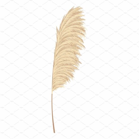 White feather on a white background.