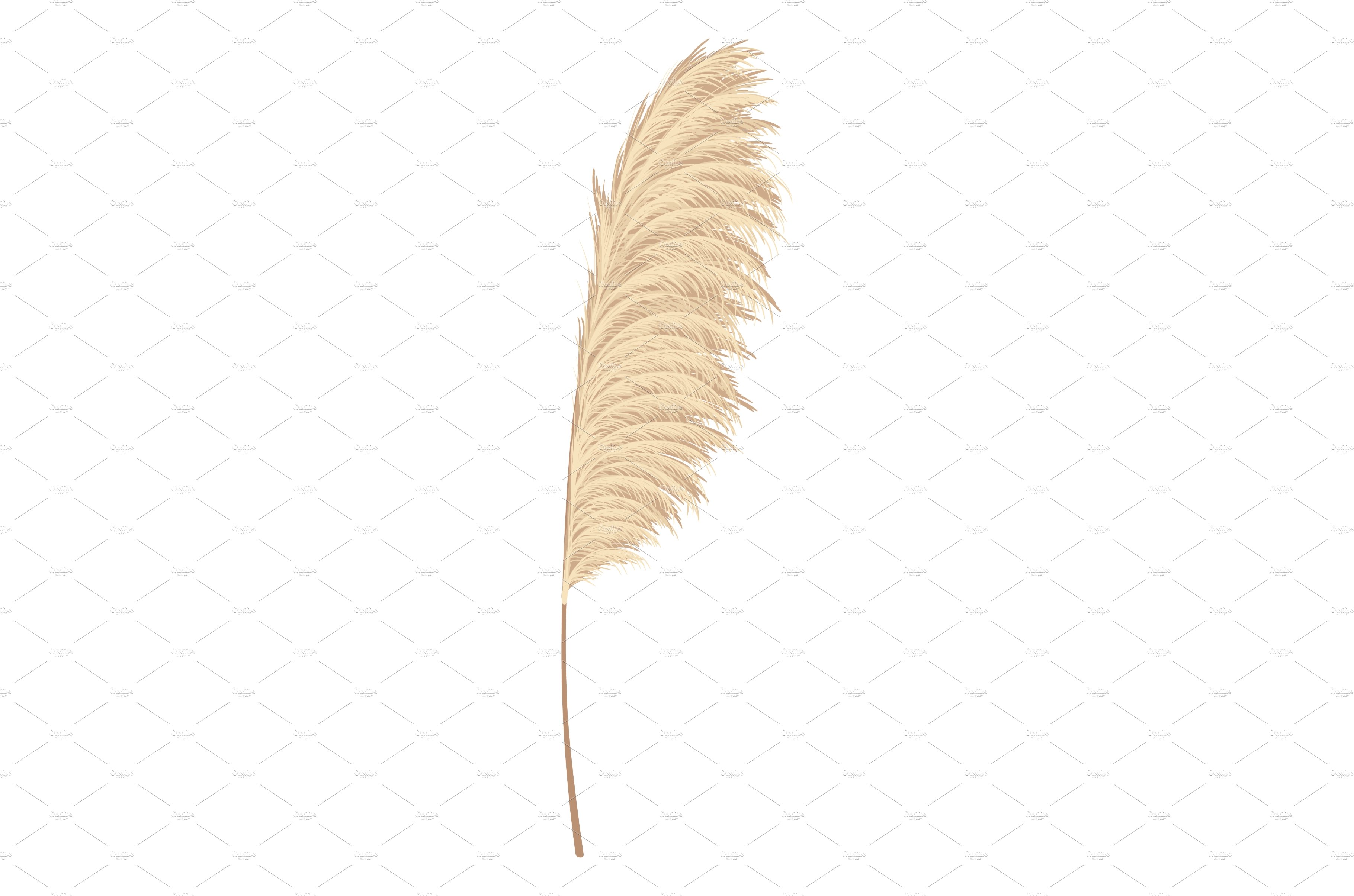 White feather on a white background.