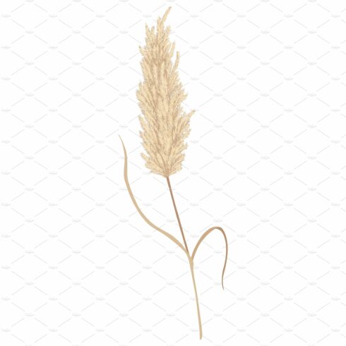 Plant that is standing up against a white background.