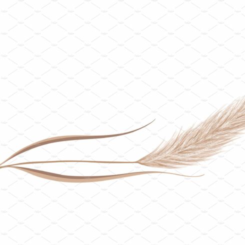 Single feather on a white background.