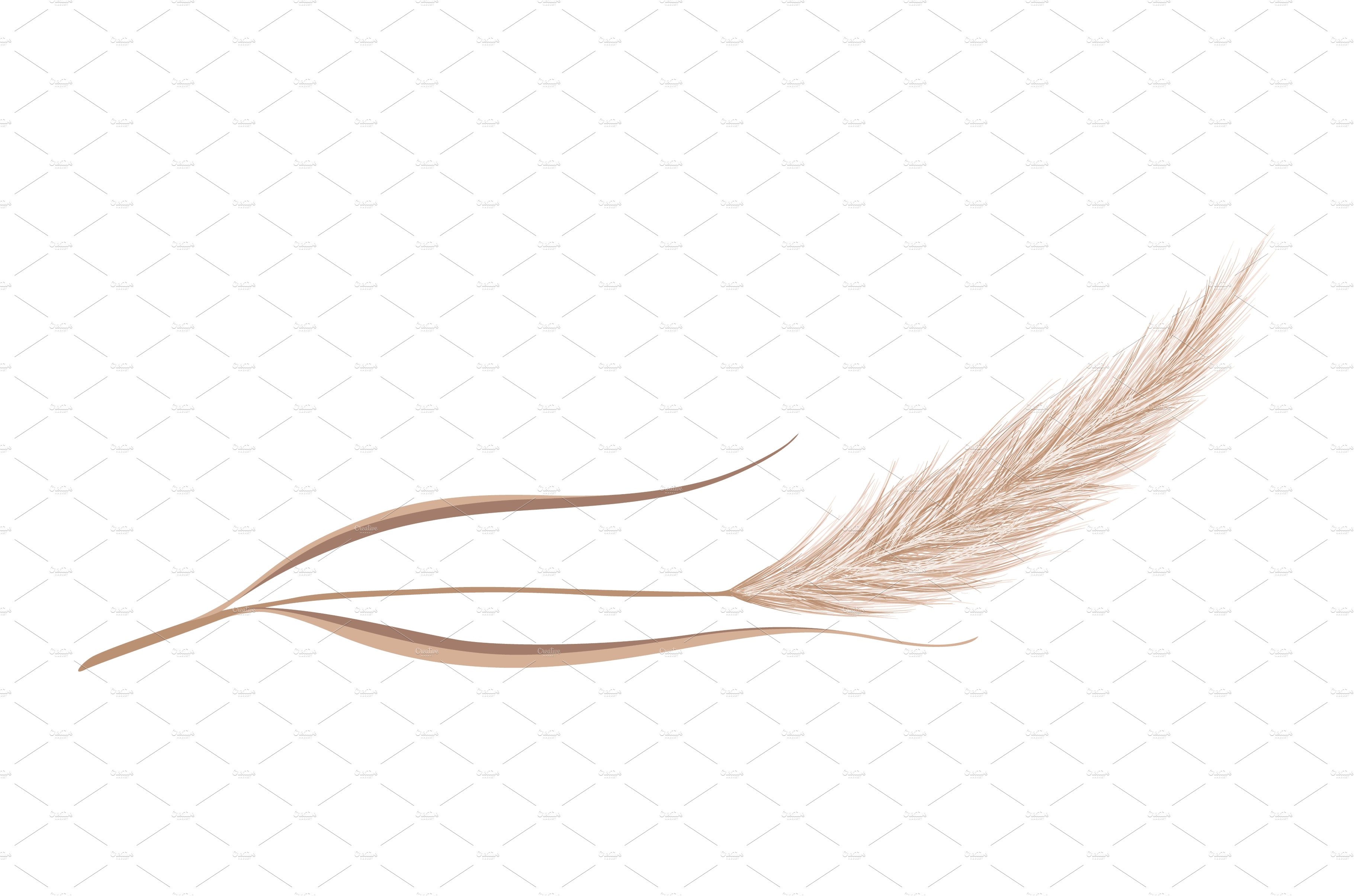 Single feather on a white background.