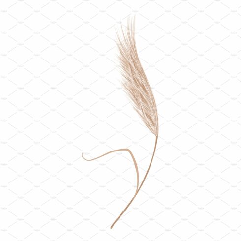White background with a brown feather on it.