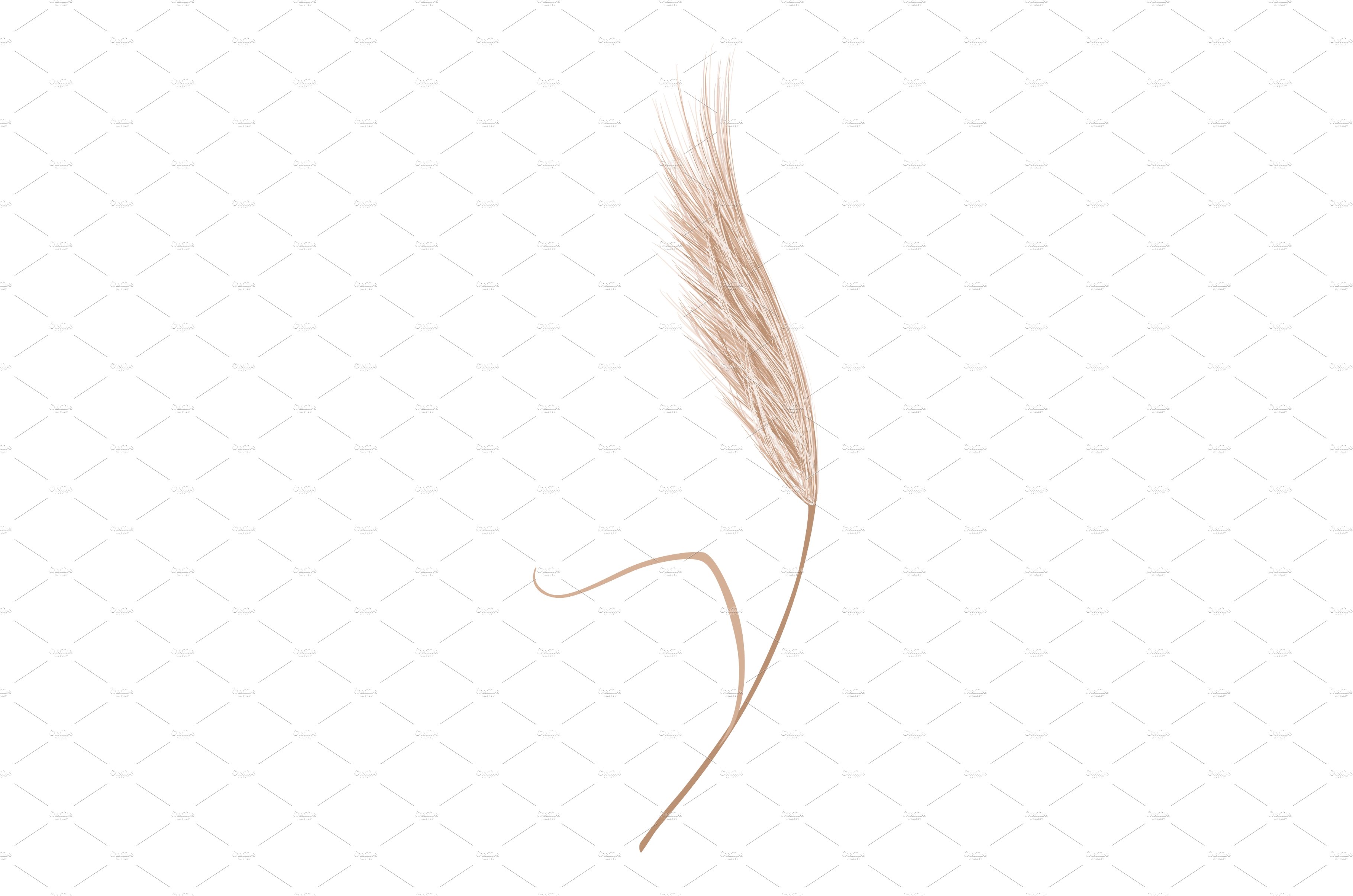 White background with a brown feather on it.
