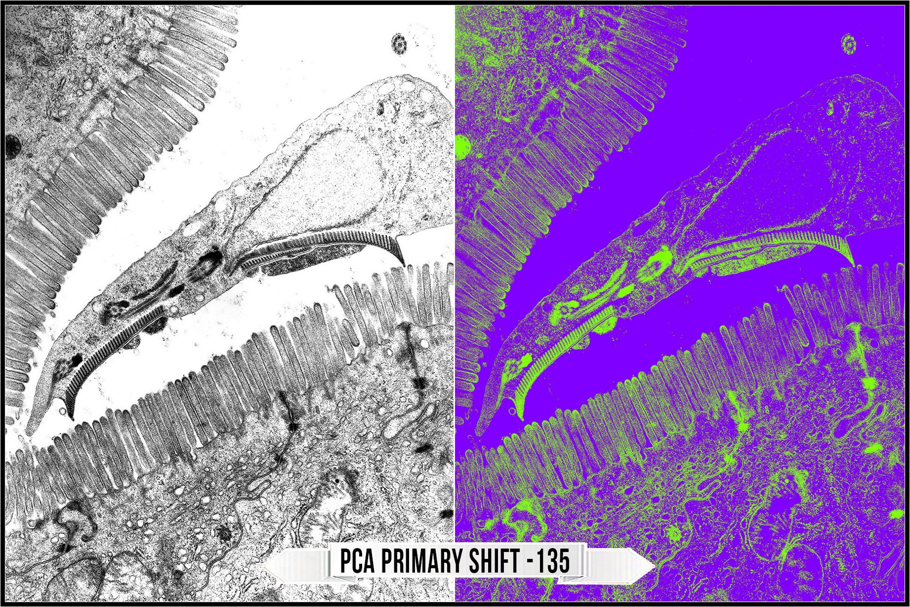 pca primary shift 135 186