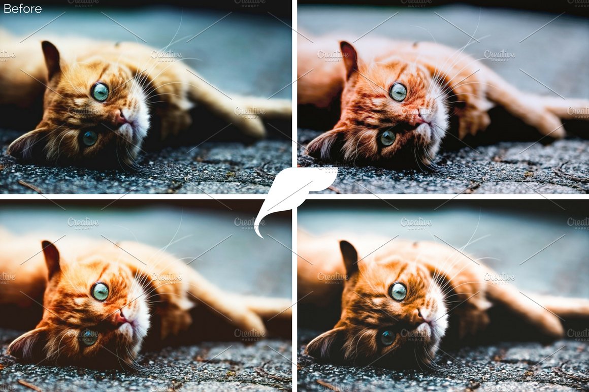 50+ Pet Lightroom Presets Vol. Ipreview image.