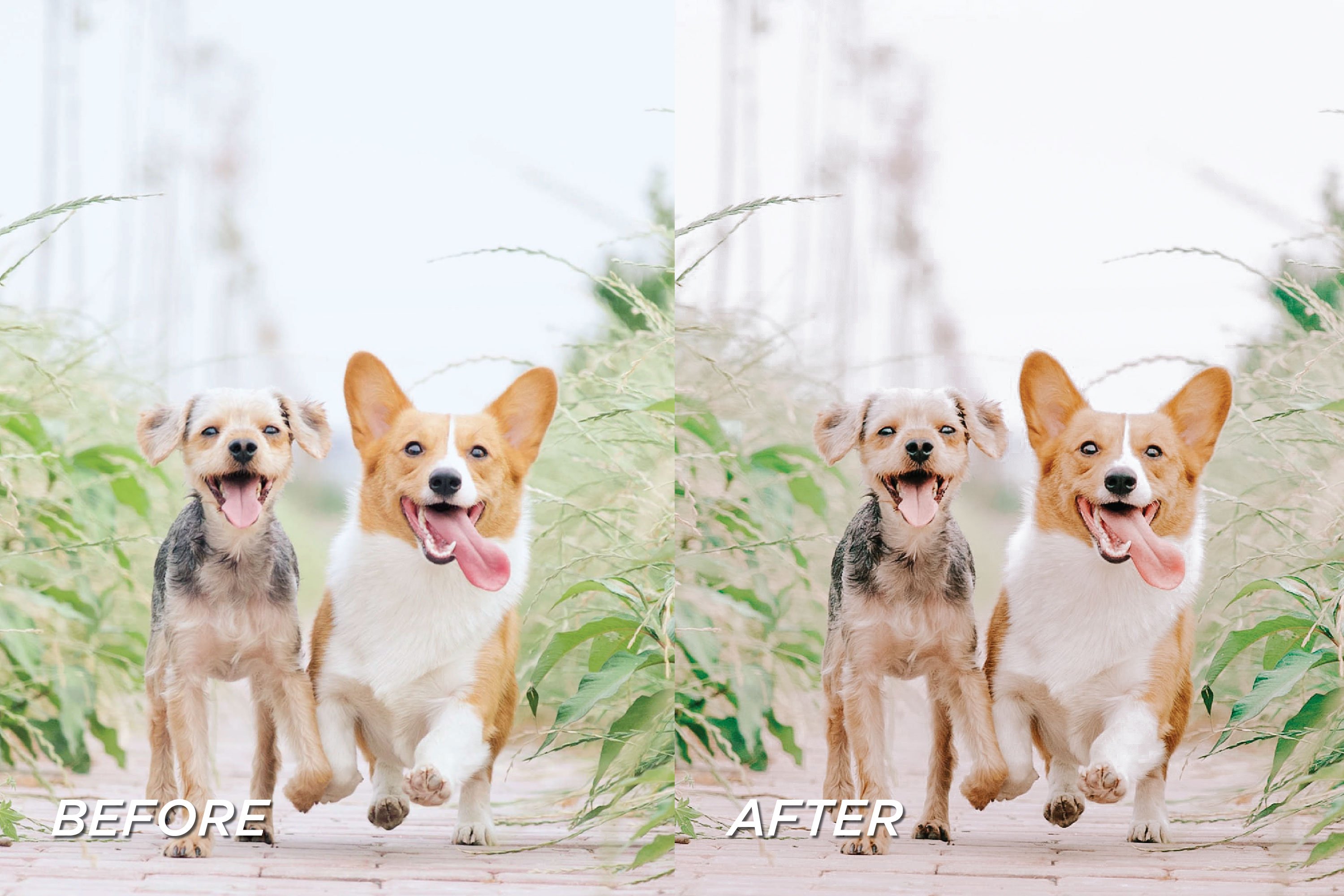 25 Pet Lovers Lightroom Presetspreview image.