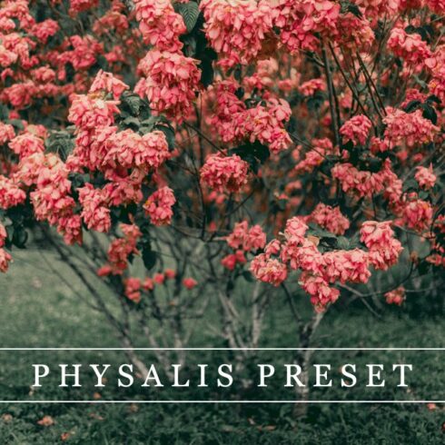 Physalis - Lightroom presetcover image.