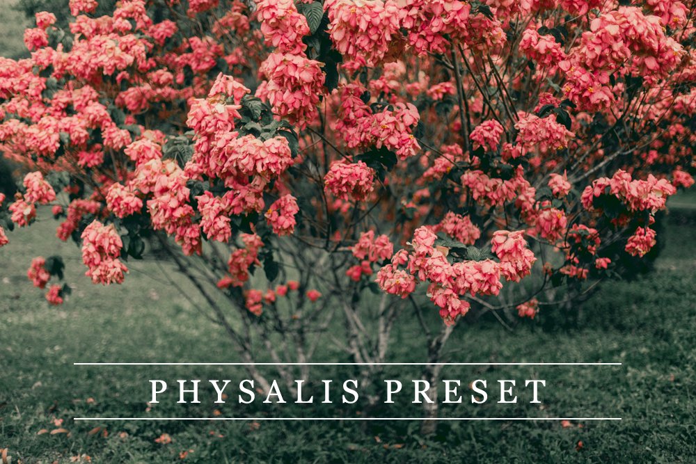 Physalis - Lightroom presetcover image.