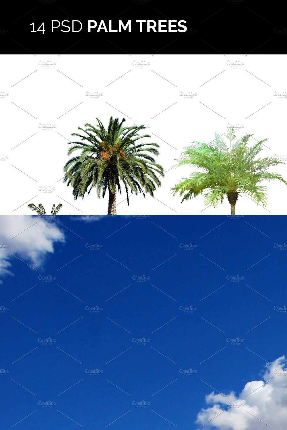 14 PSD Palm Trees pinterest preview image.