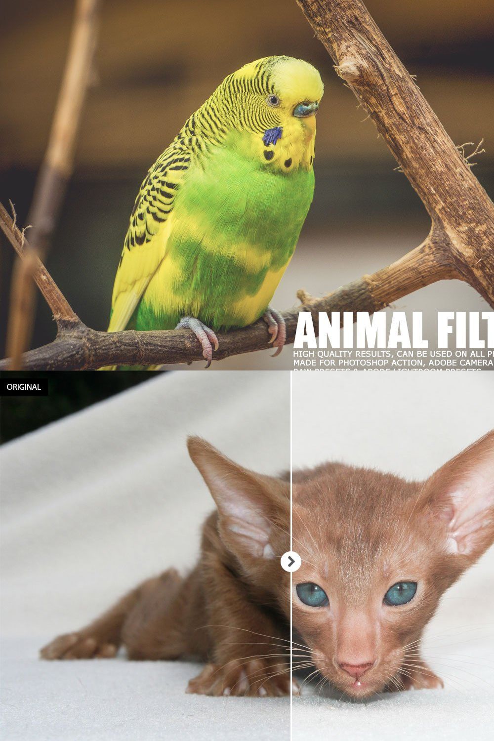 17 Animal Lightroom Presets pinterest preview image.